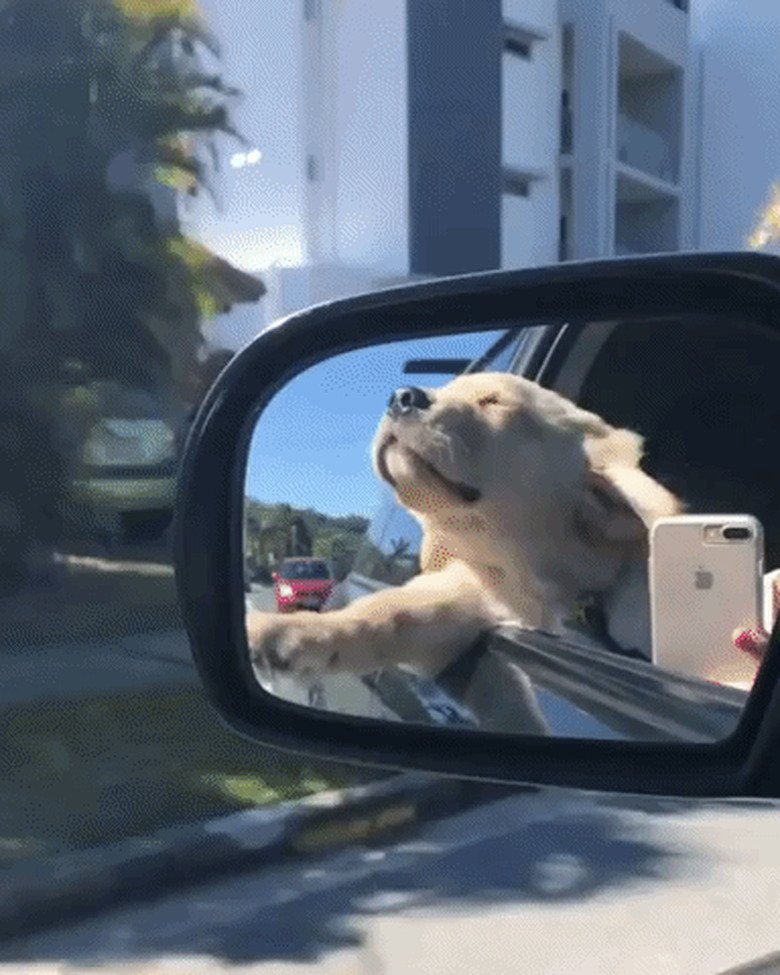 puppy in car with head out the window