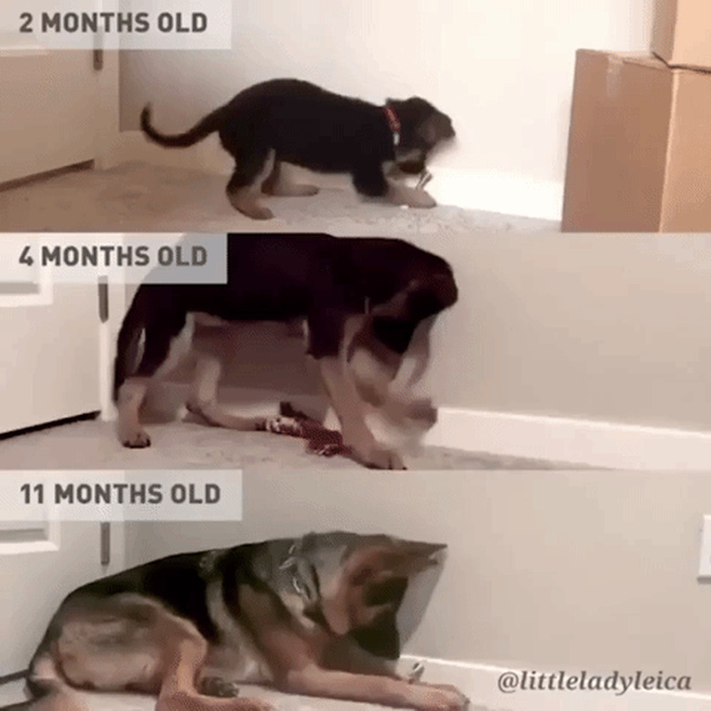 dog playing with door stopper at different ages of his life
