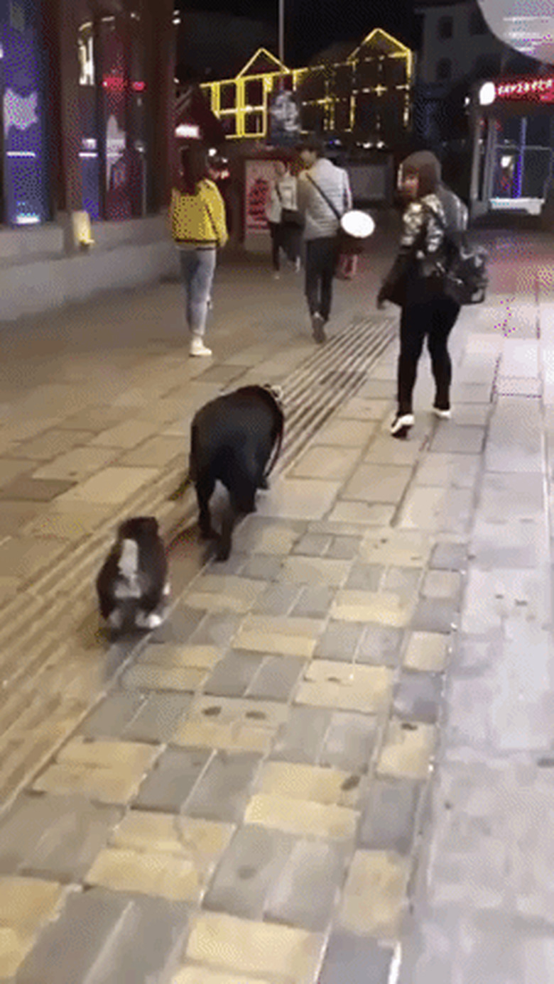 big dog walks second dog