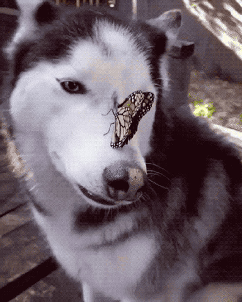 butterfly on dog's nose