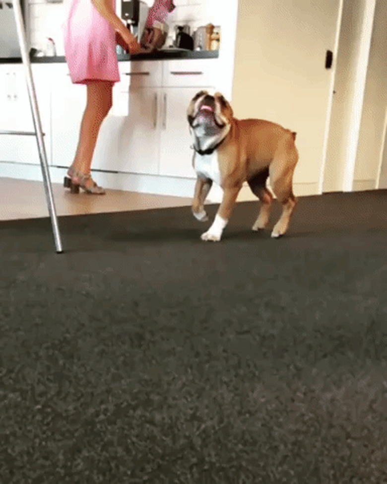 bulldog running in slow motion
