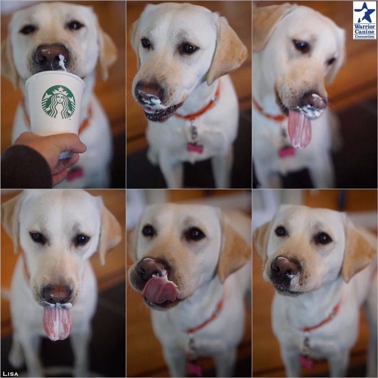 Dog licking whipped cream.