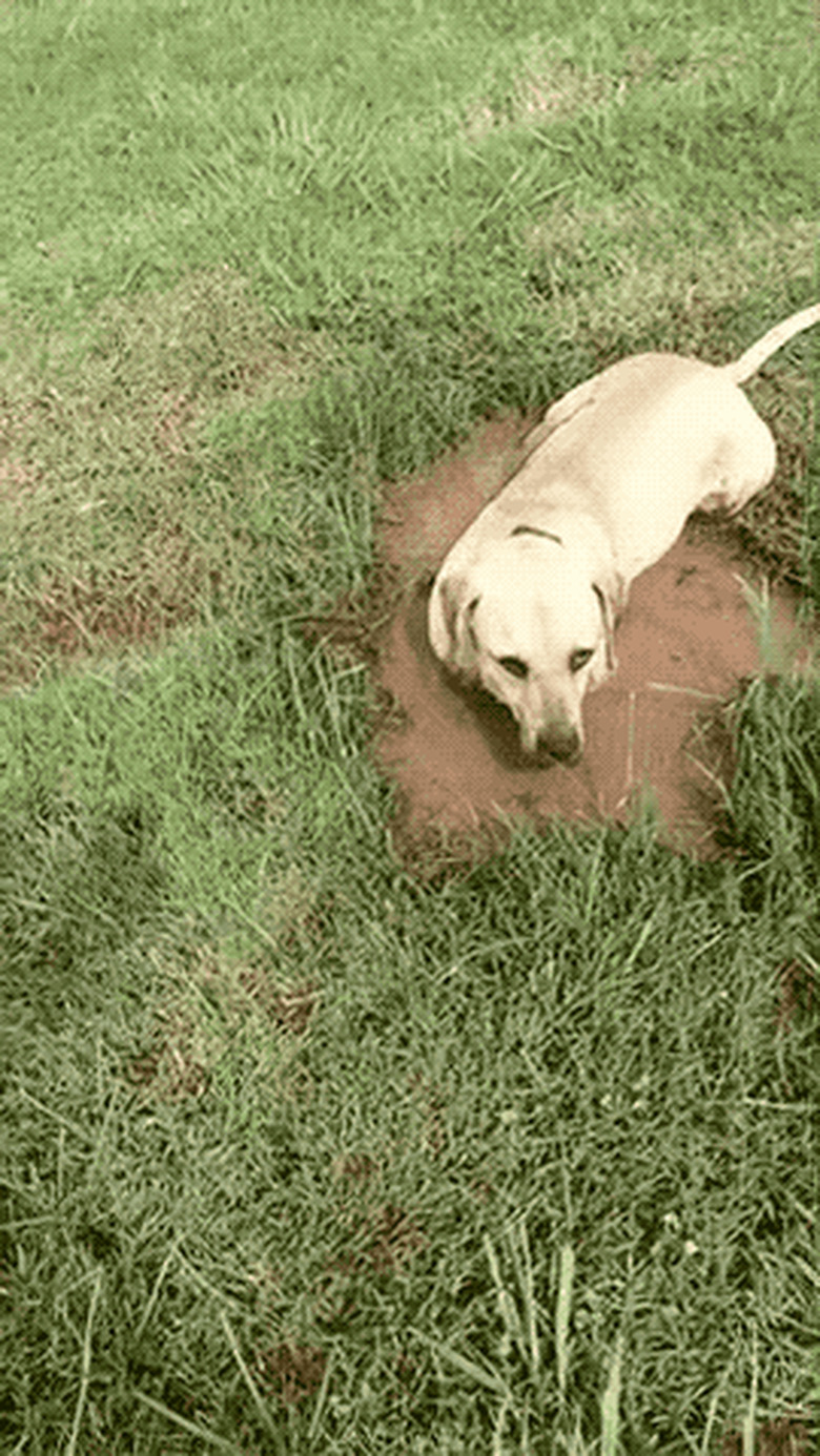 muddy dog