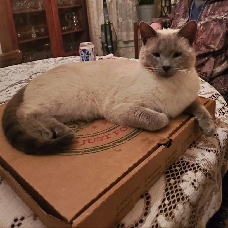 Cat laying on pizza box