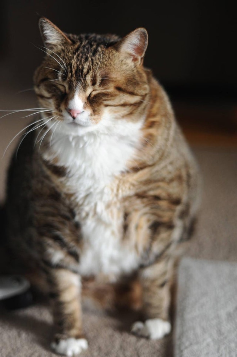 Large cat looking sleepy