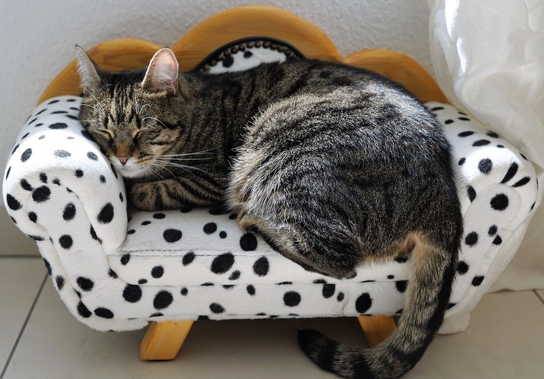 Cat sleeping on miniature couch