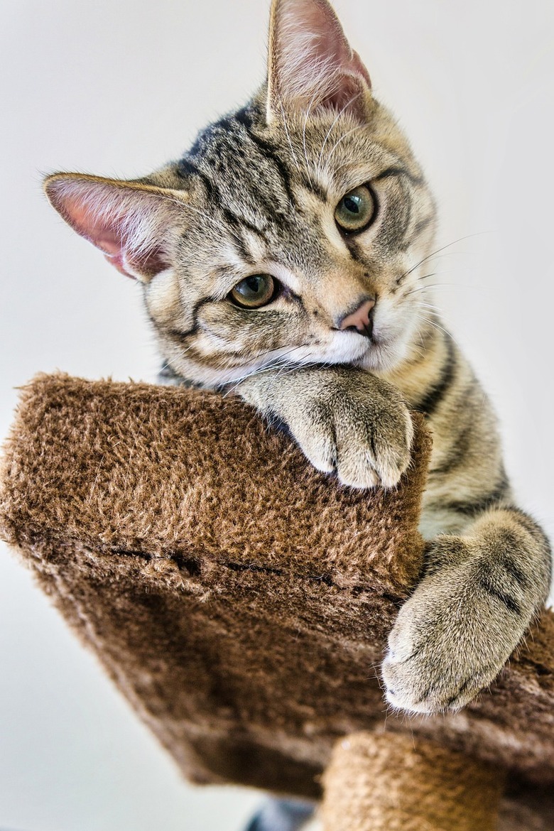 Cat looking down from cat tree