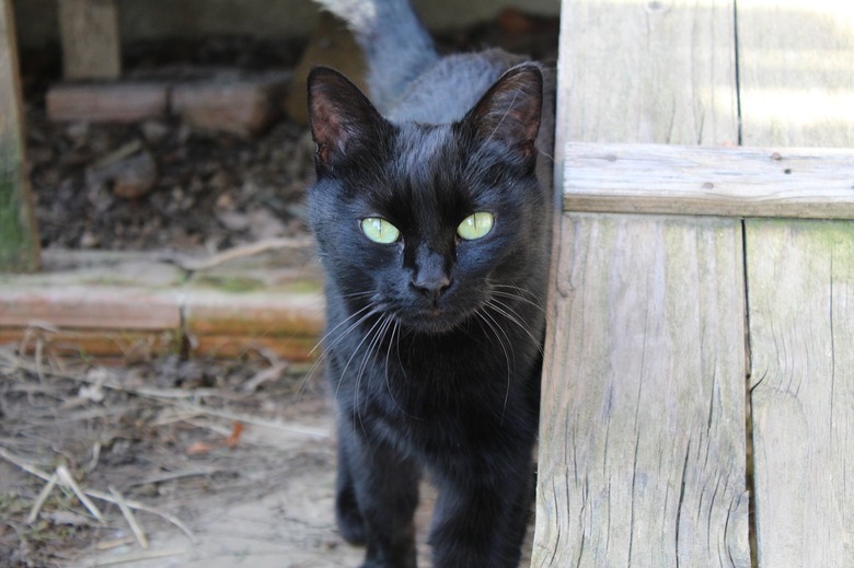 Black cat in a barn