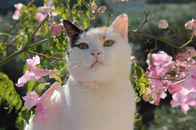Cat posing with pink flowers