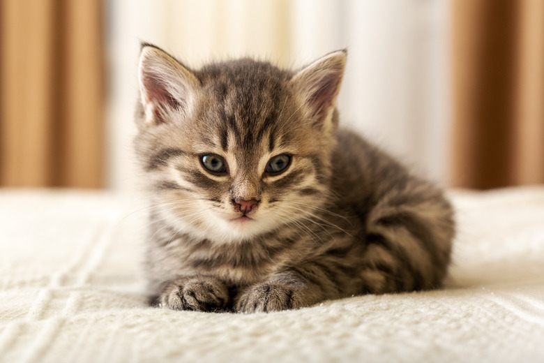 Cute tabby kitten lies on white plaid at home. Newborn kitten