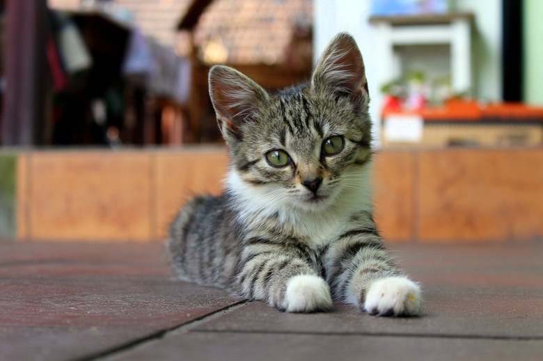 Alert kitten