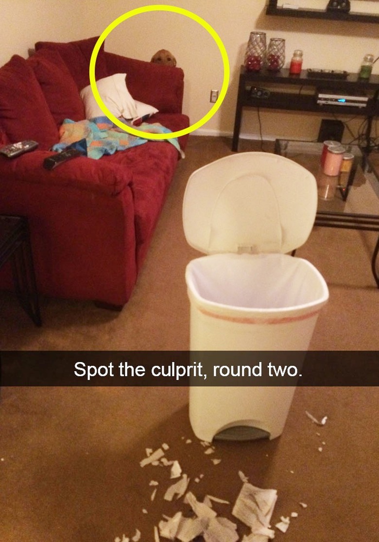 dog hides behind couch