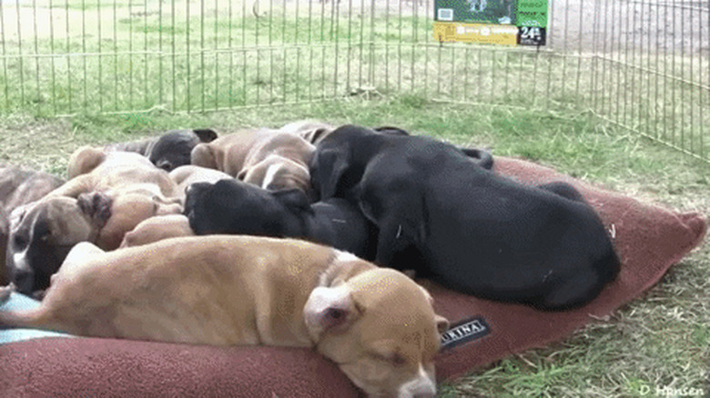 puppies sleep in a pile