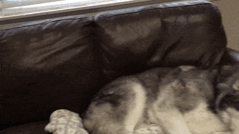 husky dogs sleep on couch