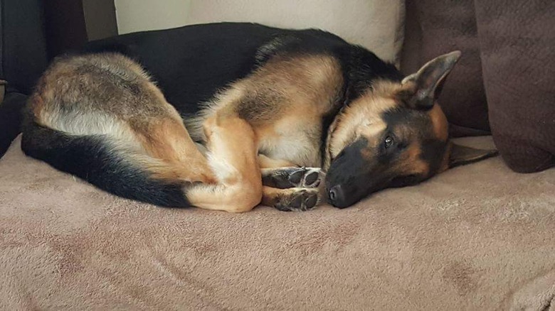 Dog lying on its side with its back paws held by its front paws
