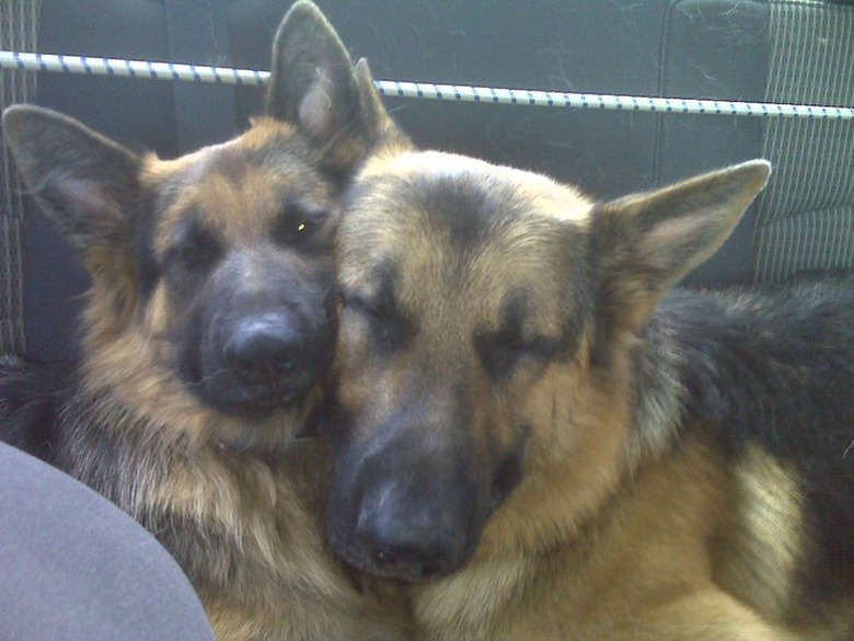 Sleeping dog propping its face up against awake dog's face.