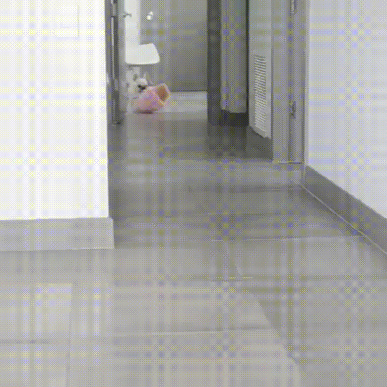 dog carrying plush toy that looks like an ice cream cone