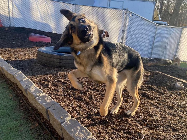 Awkward photo of German Shepherd