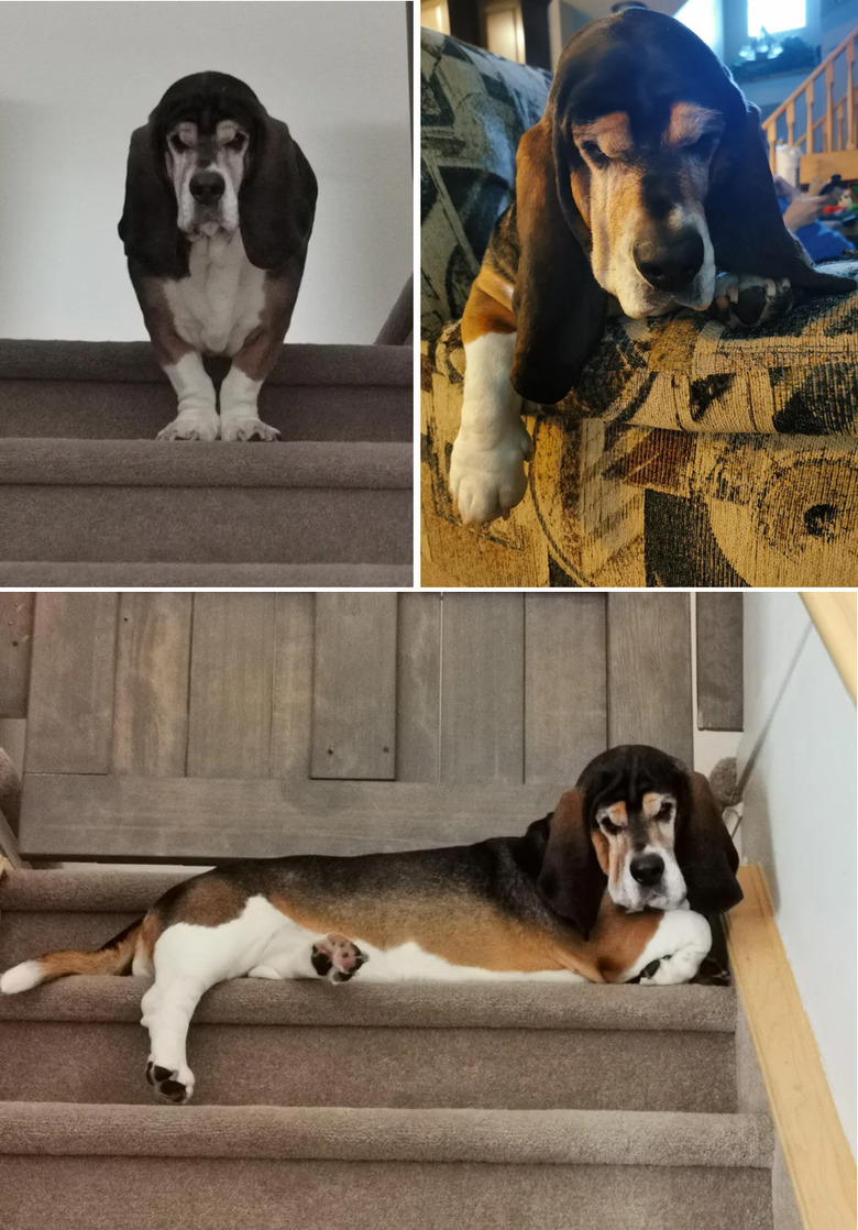 Judgmental looking basset hound
