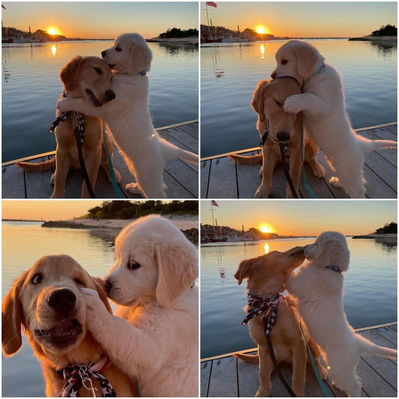 Dog siblings play fighting on dock at sunset