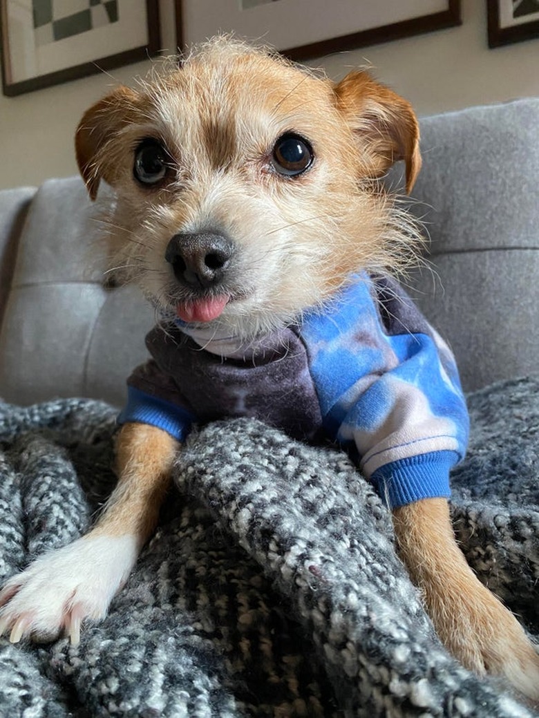 Dog with its tongue sticking out