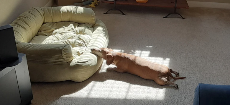 Dog laying on floor with chin on dog bed