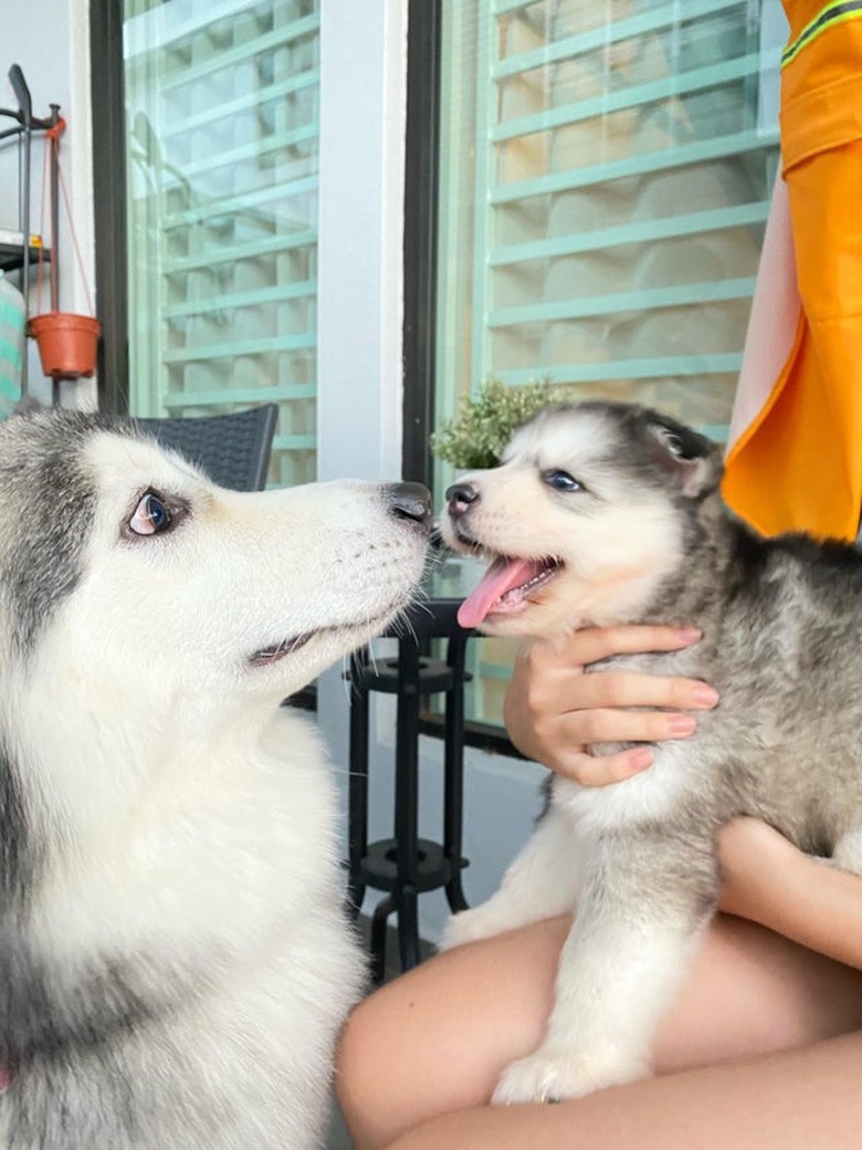 Adult husky sniffing husky puppy