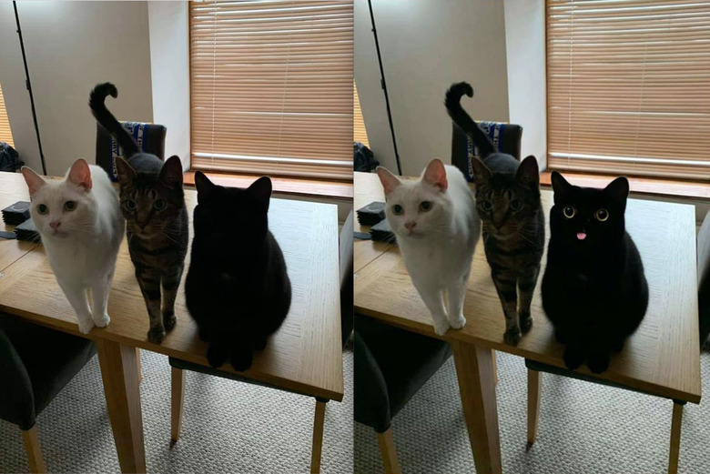 black cat opens eyes