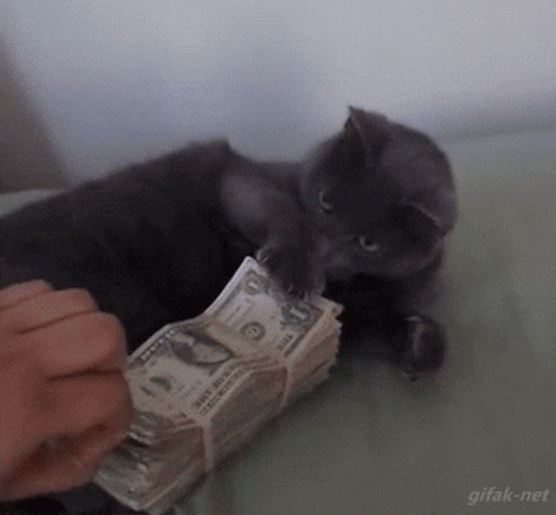 cat won't share money