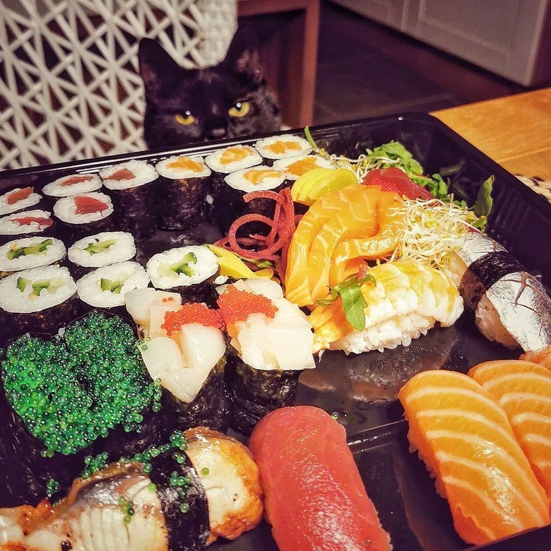 cat wants sushi