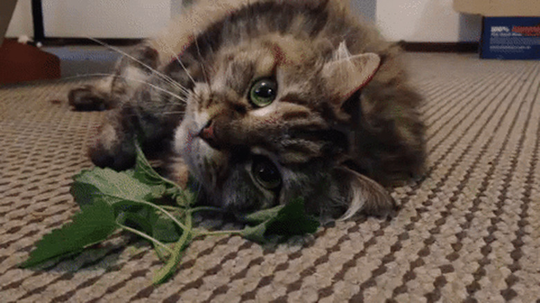 cat high on catnip