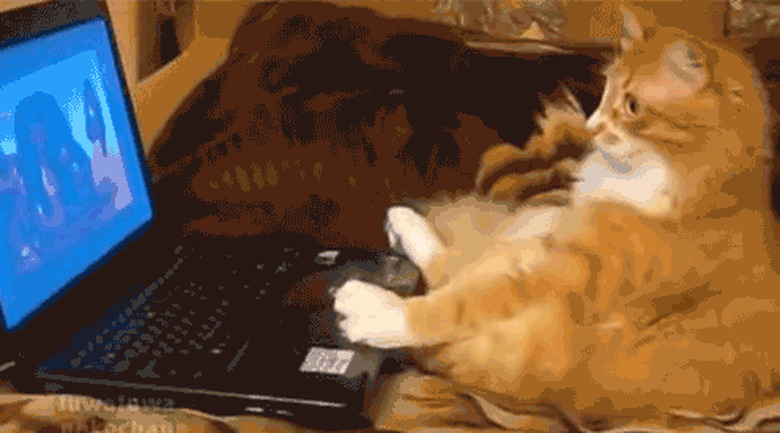 cat watching videos on laptop
