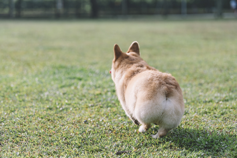 the back of corgi running in the park