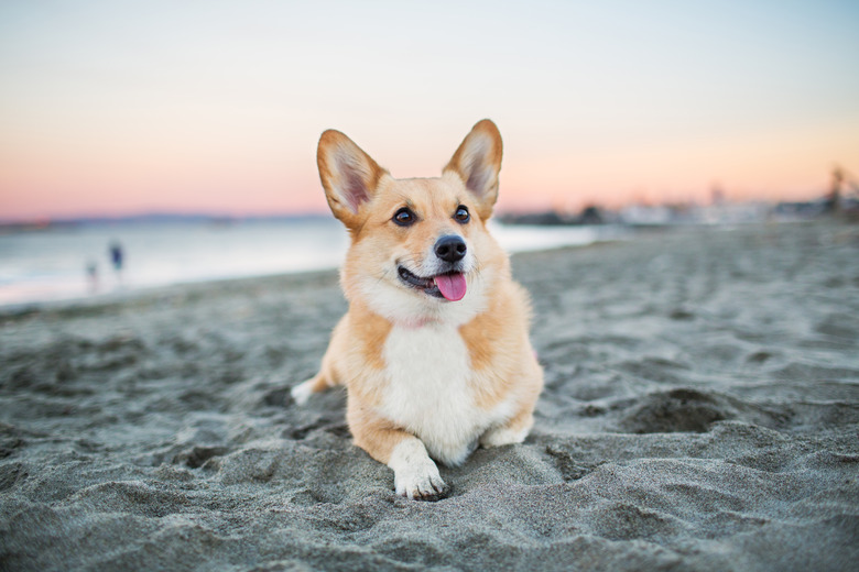 Corgi Relaxing on Beach at Sunset