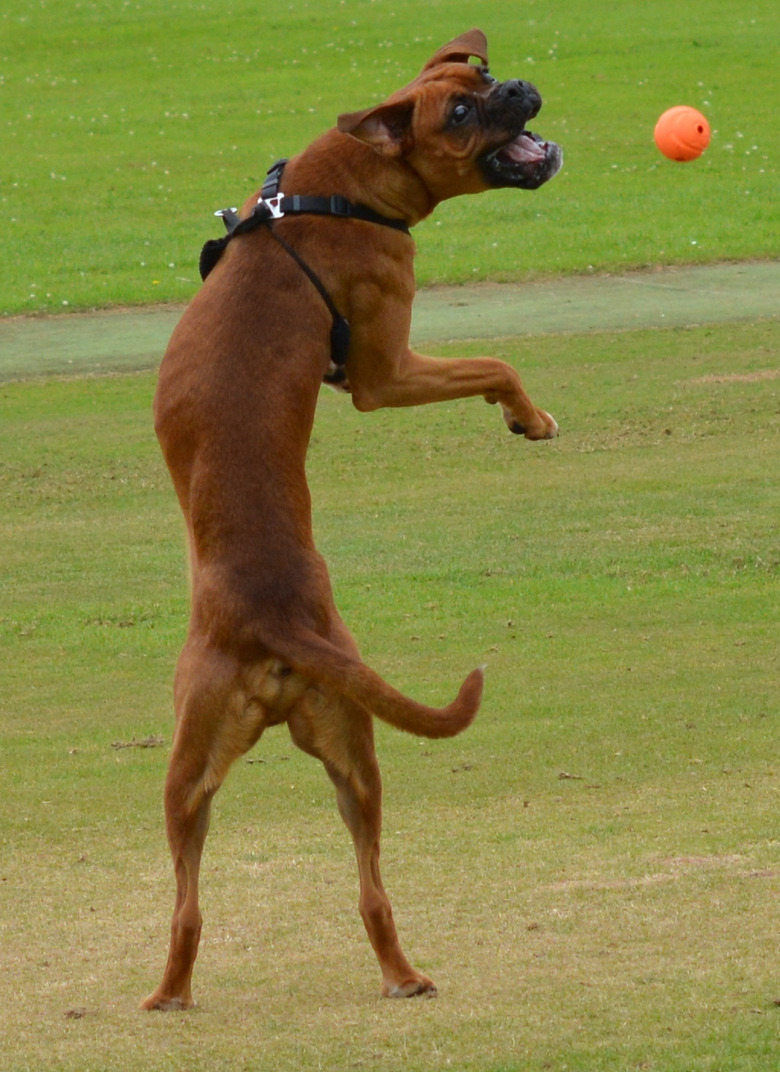 Dog trying to fetch ball