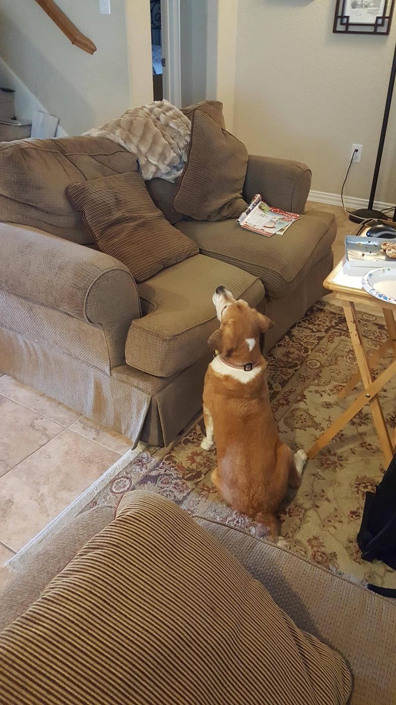 Blind dog begging for food from an empty couch