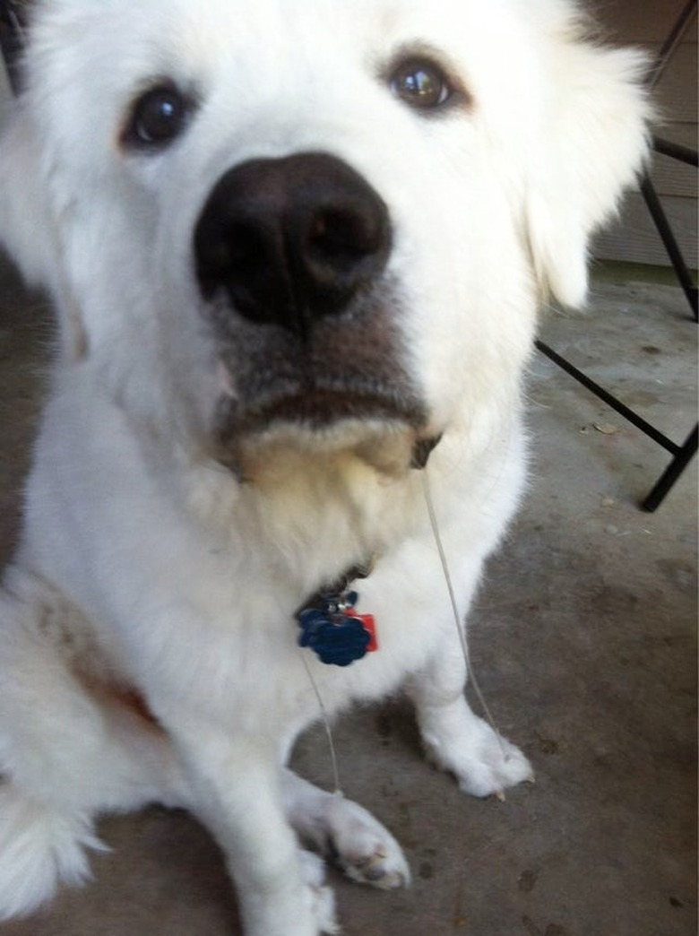 dog begs for bite of sandwich
