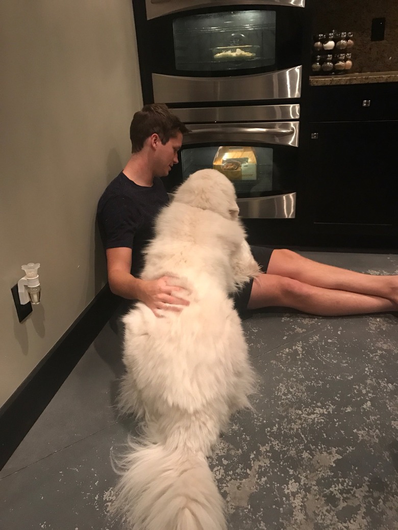 man and dog wait for food to cook