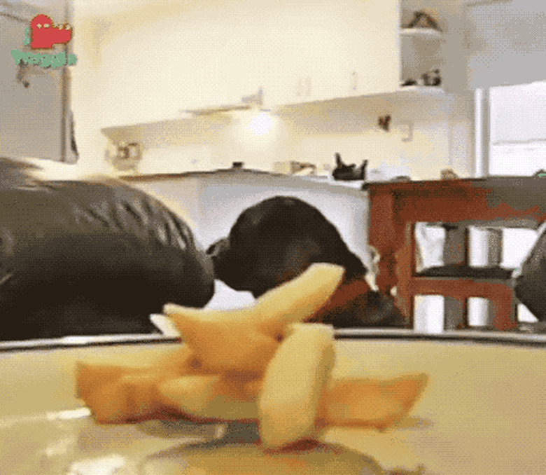 dog sneaks french fry off plate