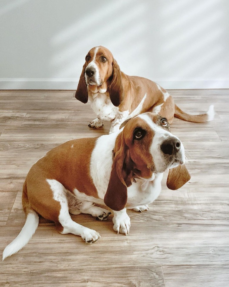 dogs are hungry
