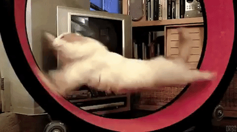 cat runs on spinning exercise wheel