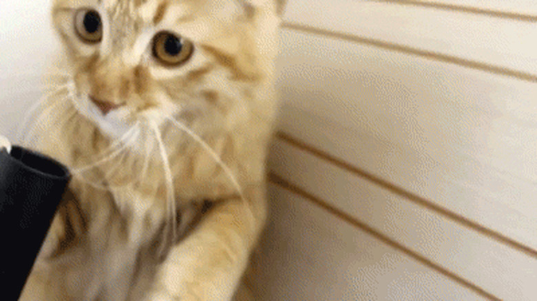 orange cat loves vacuum cleaner