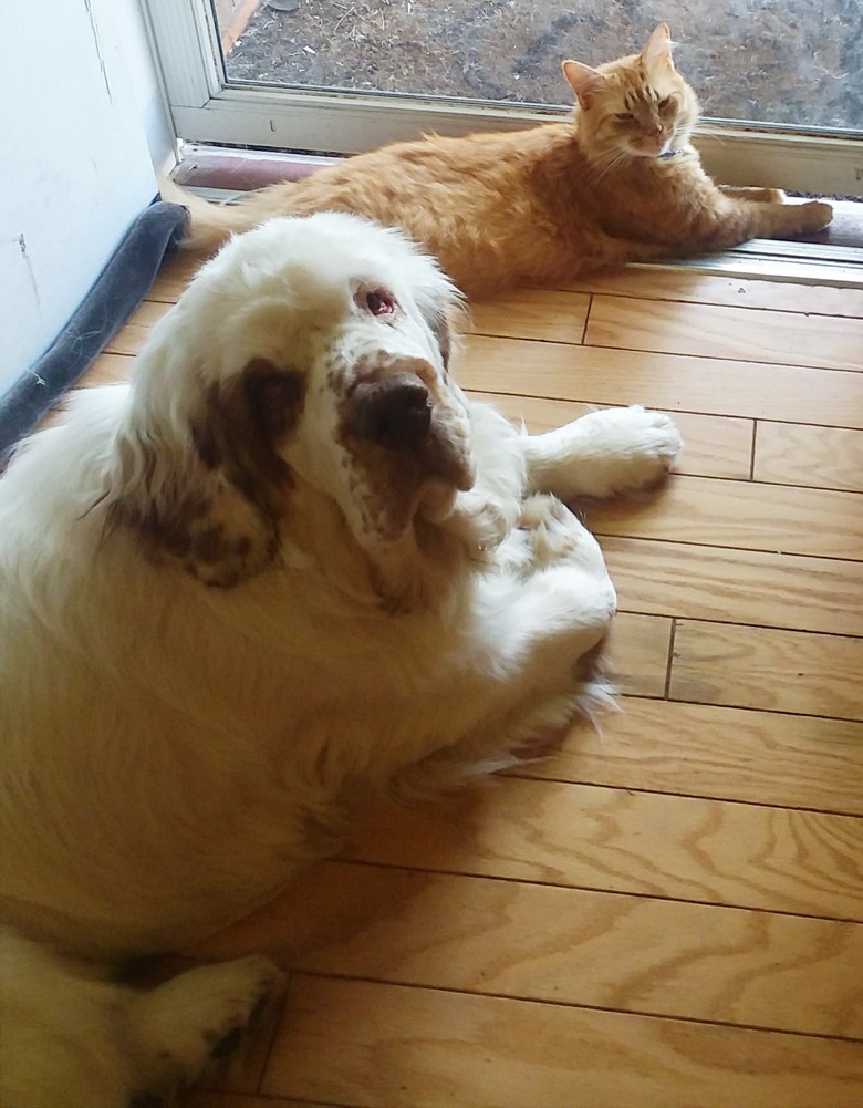 21 reasons why orange tabby cats are the best tabby cats