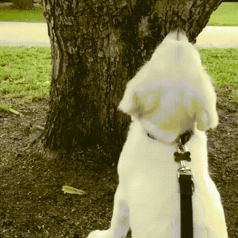 puppy doesn't see squirrel