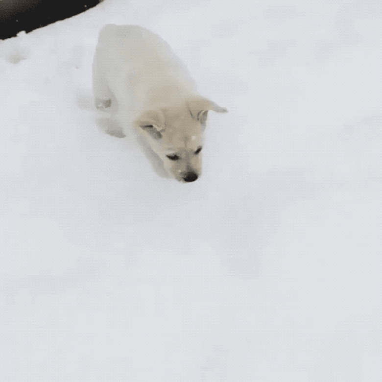 puppy's first snowstorm