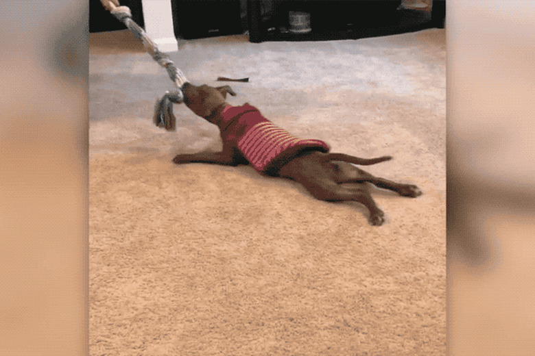 dog refreshes to release tug toy