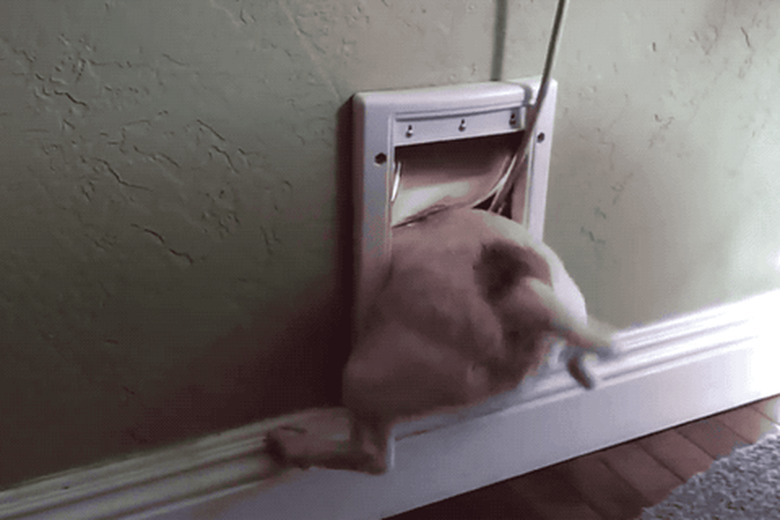 puppy trying to squeeze through doggy door