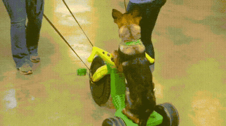 woman pull puppy on big wheel bike