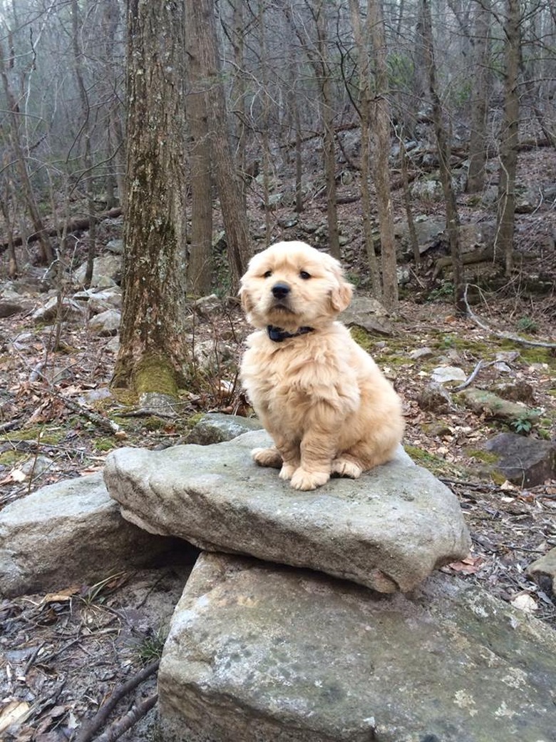 Adorable Puppies Doing Things for the First Time