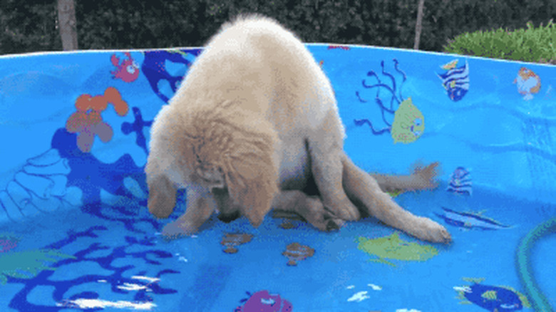 puppy in kiddie pool